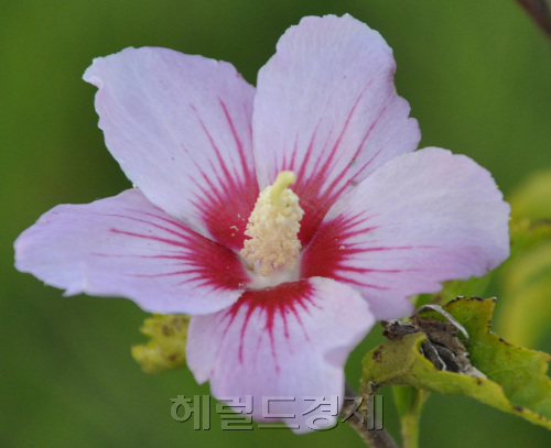 무궁화 / 대한민국 국화