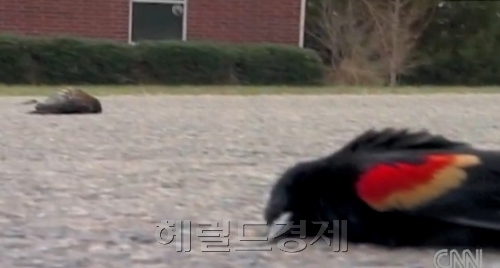 아칸소 주에서 집단 폐사한 찌르레기
[미 CNN 보도 영상 캡처]