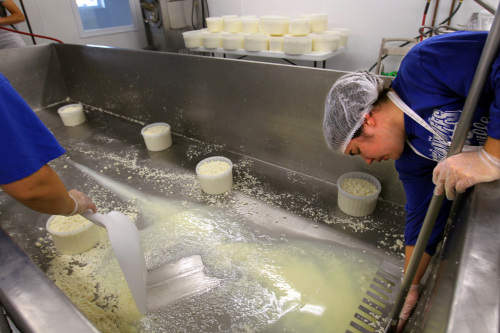 Manager Amy Marcoot (left) and her sister Brooke Segrest empty a vat of curds as they make havarti
cheese at Marcoot Jersey Creamery in Greenville, Illinois, on Nov. 29, 2010. (St. Louis Post-Dispatch/MCT)