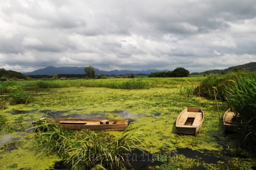 Upo Wetland, the biggest natural continental wetland in Korea located in Changnyeong County, South Gyeongsang Province, has regained its natural monument status. Ha Dong-chil/Upo Wetland Ecological Park