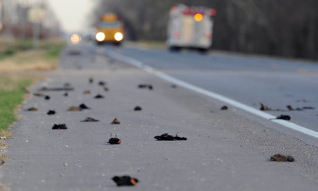 Dead birds on a street of Lousiana, US (AP)