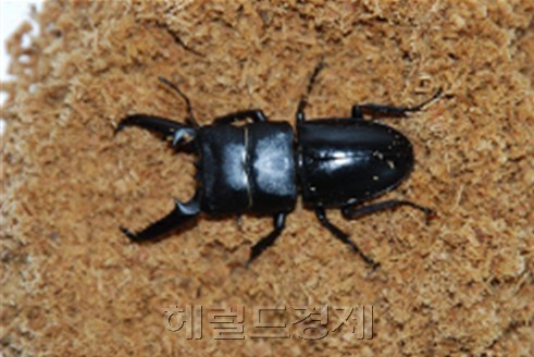 넓적 사슴벌레 /