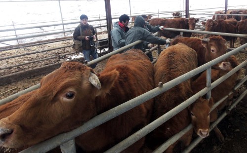 Vaccination started in an effort to curb the foot-and-mouth disease which spread nationwide. (Yonhap News)