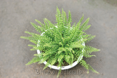 Boston fern.
National Institute of Horticultural and Herbal Science