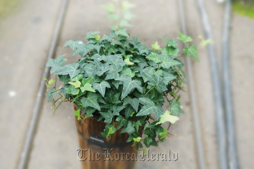 English Ivy.