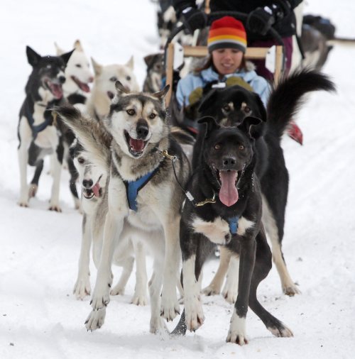 Sled dogs pull a tourist during a tour run by Outdoor Adventures in the Soo Valley north of Whistler, British Columbia, Canada, on Monday, Jan. 31, 2011. (AP-Yonhap News)