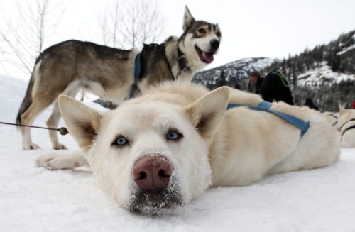 Sled dogs rest after returning from a tour run by Outdoor Adventures in the Soo Valley north of Whistler, British Columbia, Canada, on Monday, Jan. 31, 2011. (AP-Yonhap News)