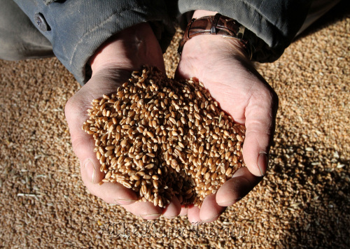Russian wheat grain in a warehouse operated by OAO Khleboprodukt Serebryanye Prudy in Serebryanye Prudy, near Ryazan, Russia.
Bloomberg