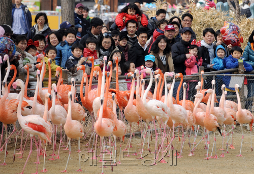 경칩인 6일 오후 서울대공원에서 홍학들이 봄맞이 날개짓을 하며 대공원에 놀러온 사람들을 반기고 있다.<br />이상섭기자/babtong@heraldm.com 2011.03.06
경칩인 6일 오후 서울대공원에서 홍학들이 봄맞이 날개짓을 하며 대공원에 놀러온 사람들을 반기고 있다.
이상섭기자/babtong@heraldm.com 2011.03.06