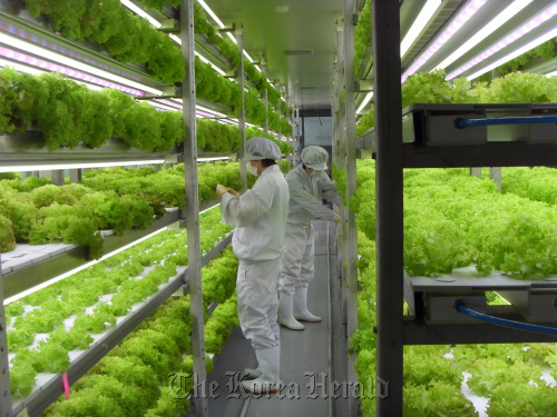 Workers tend crops at Insung Tech’s vertical farm in Yongin, Gyeonggi Province.  Insung Tech