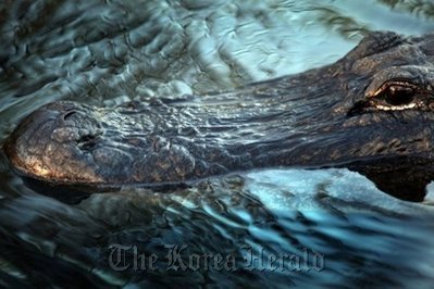 An alligator floats in a pond in the Florida Everglades.
AFP-Yonhap News