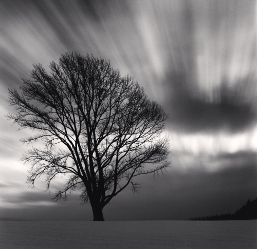 “Philosopher’s Tree” by Michael Kenna at the exhibition of the same title running at Gallery Kong in Samcheong-dong, central Seoul. (Michael Kenna)