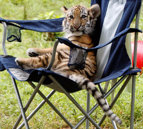 Funny pictures: Animals behave like human beings/호랑이