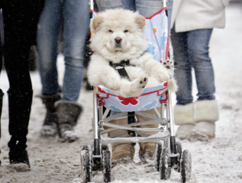 Funny pictures: Animals behave like human beings/ 강아지