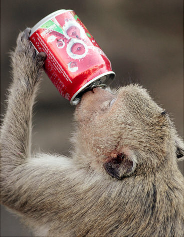 Funny pictures: Animals behave like human beings/원숭이