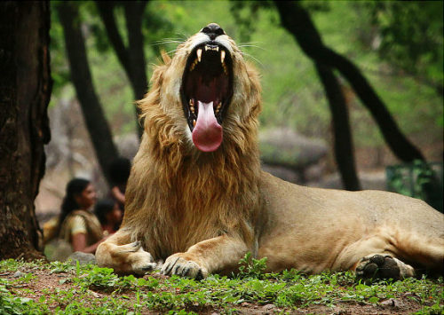 Funny pictures: Animals behave like human beings/ 사자