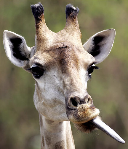 Funny pictures: Animals behave like human beings/ 기린