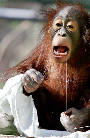 Funny pictures: Animals behave like human beings