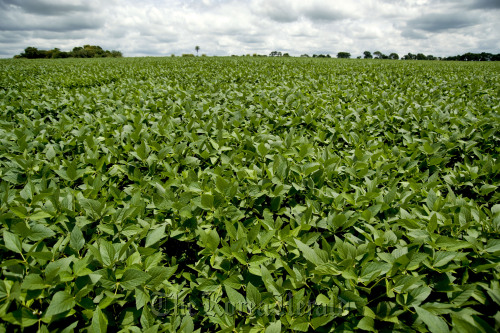 Soybean plants grow in a Brazilian farm.   Bloomberg