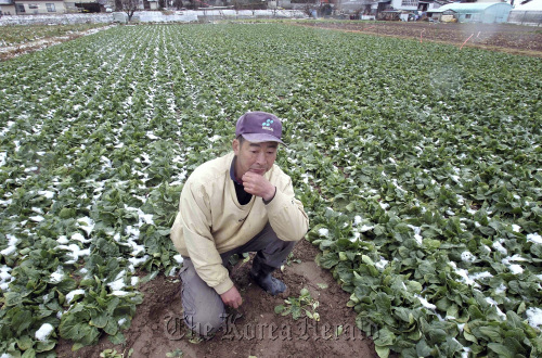 A farmer in Fukushima ponders what to do with his spinach, in an area affected by radioactive substances released from the Fukushima No. 1 nuclear power plant.  MCT