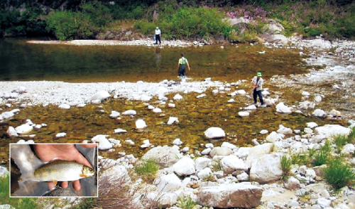 People use crowbars to lift rocks in search of minnow. (Insert) National Monument No. 73, the Manchurian Trout. (Matt Awalt/The Korea Herald)
