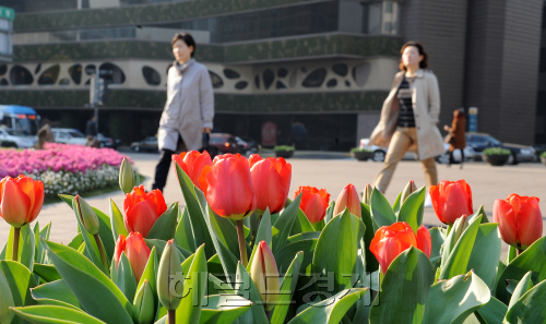 네덜란드가 한ㆍ네덜란드 수교 50주년을 맞아 서울시에 기증한 튤립이 5일 따사로운 봄 햇살을 받고 서울광장에서 만개했다. 튤립의 붉은 꽃망울은 광장을 지나가는 시민들의 눈길을 사로 잡았다. <br />이상섭기자 babtong@heraldm.com 2011.04.05
네덜란드가 한ㆍ네덜란드 수교 50주년을 맞아 서울시에 기증한 튤립이 5일 따사로운 봄 햇살을 받고 서울광장에서 만개했다. 튤립의 붉은 꽃망울은 광장을 지나가는 시민들의 눈길을 사로 잡았다.
이상섭기자 babtong@heraldm.com 2011.04.05
네덜란드가 한ㆍ네덜란드 수교 50주년을 맞아 서울시에 기증한 튤립이 5일 따사로운 봄 햇살을 받고 서울광장에서 만개했다. 튤립의 붉은 꽃망울이 광장을 지나가는 시민들의 눈길을 사로잡았다.   이상섭 기자/babtong@