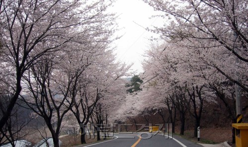 충남 청양산꽃토토사이트 db 해킹
정희조 기자/checho@heraldm.com 110405
충남 청양산꽃토토사이트 db 해킹<br />정희조 기자/checho@heraldm.com 110405