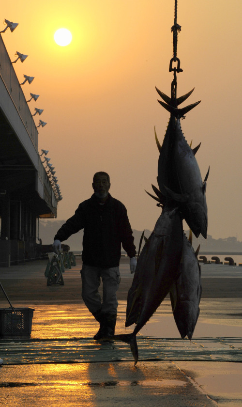 <YONHAP PHOTO-0968> Five fresh tuna are hooked after arriving at Shiogama port, Miygagi Prefecture, northeastern Japan, Thursday, April 14, 2011. About 17 tons of bigeye tuna and albacore were caught landing at the port for the first time since the March 11 tsunami devastated the east coast. (AP Photo/Kyodo News) JAPAN OUT, MANDATORY CREDIT, NO LICENSING IN CHINA, HONG KONG, JAPAN, SOUTH KOREA AND FRANCE/2011-04-14 14:53:16/ <저작권자 ⓒ 1980-2011 ㈜연합뉴스. 무단 전재 재배포 금지.>
Five fresh tuna are hooked after arriving at Shiogama port, Miygagi Prefecture, northeastern Japan, Thursday.  AP-Yonhap News