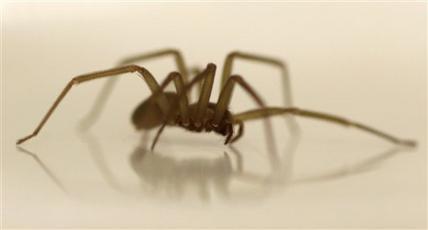 A brown recluse spider crawls in a dish at the Smithsonian
Institution National Museum of Natural History in Washington, D.C.
(AP-Yonhap News)