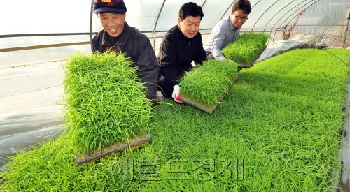 27일 경기도 이천시 호법면에서  임금님표 이천 호법쌀 전국 첫 모내기 행사가 열려 농민들이 못자리를 옮기고 있다.<br  alt=
