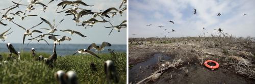 <YONHAP PHOTO-0269> In this two picture combo, nesting terns and pelicans are seen on Cat Island on May 22, 2010, left, as oil from the Deepwater Horizon oil spill impacts the shore of an island in Barataria Bay, just inside the the coast of Lousiana. The island is home to hundreds of brown pelican nests as well at terns, gulls and roseate spoonbills. The second photo taken on April 8, 2011 near the same location, shows the shoreline heavily eroded, and the lush marsh grass and mangrove trees mostly dead or dying. Biologists from the Louisiana Department of Fish and Wildlife say this is largely because the island was completely overwashed by the oil, and poorly maintained oil booms contributed to the damage as well. (AP Photo/Gerald Herbert)/2011-04-20 05:30:40/ <저작권자 ⓒ 1980-2011 ㈜연합뉴스. 무단 전재 재배포 금지.>