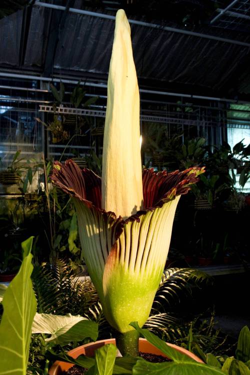 A blooming Titan Arum (amorphophallus titanum) is pictured in the botanical garden of the university of Basel, in Basel, Switzerland, Friday, April 22, 2011. Thousands of plant lovers have flocked to the northern Swiss city of Basel to see a giant, stinky flower bloom for the first time in 17 years. The Basel Botanical Gardens expects 10,000 people to see its amorphophallus titanum, or corpse flower, in full glory before the bloom wilts late Saturday or Sunday.(AP-Yonhap News)