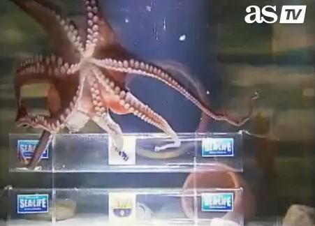 Octopus Iker (YouTube)