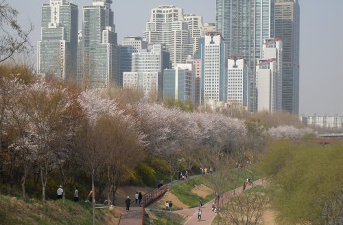 Walking paths along the Yangjae Stream taken on April 17. (Gangnam District Office)