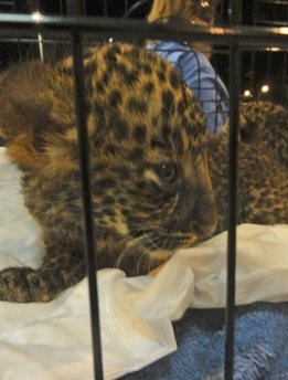 In this photo released Friday by the FREEDLAND Fundation, a leopard cub looks out from a cage after being confiscated by Thai authorities at Bangkok's Suvarnabhumi International Airport. Authorities arrested a first-class passenger Friday whose suitcases were filled with panthers, a bear and monkeys that had been drugged and were headed for Dubai. (AP-Yonhap News)