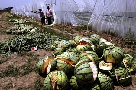 In this photo taken Friday May 13, 2011, farmers clear out watermelons that had bursted from their rented greenhouse in Danyang city in eastern China's Jiangsu province. (AP)