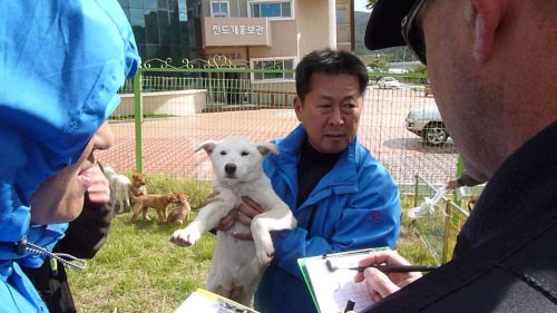 A Korean dog trainer shows off a Jindo dog as Los Angeles Police Department canine officer Jeff Miller, right, takes notes on South Korea's Jindo Island. (MCT)