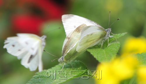 둘이 합쳐 하나가 된다는 부부의날(21일)을 앞두고 있는 가운데 서울 성동구 서울숲에서 배추흰나비가 훼방놓는 다른 나비에 굴하지 않고 사랑을 나누고 있다.<br />김명섭 기자 msiron@
둘이 합쳐 하나가 된다는 부부의날(21일)을 앞두고 있는 가운데 서울 성동구 서울숲에서 배추흰나비가 훼방놓는 다른 나비에 굴하지 않고 사랑을 나누고 있다.
김명섭 기자 msiron@
둘이 합쳐 하나가 된다는 부부의 날(5월 21일)을 앞두고 서울 성동구 서울숲에서 한 쌍의 배추흰나비가 훼방놓는 다른 나비의 방해에 굴하지 않고 사랑을 나누고 있다.
김명섭 기자/msiron@heraldm.com