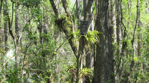 Poachers have been known to steal rare orchids from the Fakahatchee Strand. Here, a security camera keeps watch over the swamp.(Chicago Tribune/MCT)