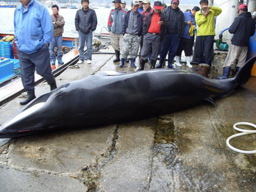 <YONHAP PHOTO-0595> 3천600만원에 판매된 밍크고래 (삼척=연합뉴스) 30일 오전 5시30분께 강원 삼척시 초곡항 동북방 약 1.8km 해상에서 정치망 어선 D호(15t급)가 쳐 놓은 그물에 걸려 죽은 길이 4.7ｍ, 둘레 1.2ｍ, 무게 1t 정도 되는 밍크고래 한 마리가 수협 위판장에서 3천600만원에 판매됐다. 2011.5.30 <<동해해경>> yoo21@yna.co.kr http://blog.yonhapnews.co.kr/yoo21//2011-05-30 10:21:35/ <저작권자 ⓒ 1980-2011 ㈜연합뉴스. 무단 전재 재배포 금지.>
<YONHAP PHOTO-0595> 3천600만원에 판매된 밍크고래 (삼척=연합뉴스) 30일 오전 5시30분께 강원 삼척시 초곡항 동북방 약 1.8km 해상에서 정치망 어선 D호(15t급)가 쳐 놓은 그물에 걸려 죽은 길이 4.7ｍ, 둘레 1.2ｍ, 무게 1t 정도 되는 밍크고래 한 마리가 수협 위판장에서 3천600만원에 판매됐다. 2011.5.30 <<동해해경>> yoo21@yna.co.kr http://blog.yonhapnews.co.kr/yoo21//2011-05-30 10:21:35/ <저작권자 ⓒ 1980-2011 ㈜연합뉴스. 무단 전재 재배포 금지.>