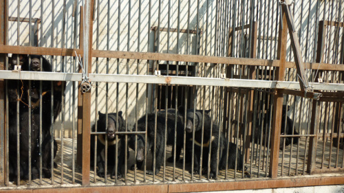Picture taken by a campaigner of bears at a farm off the road from Jincheon to Cheonan.
Marcela Meidinger
Picture taken by a campaigner of bears at a farm off the road from Jincheon to Cheonan.
Marcela Meidinger