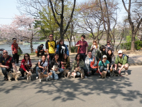 A previous Daegu dog walk organized by the Korean Animal Protection Society.   KAPS
A previous Daegu dog walk organized by the Korean Animal Protection Society.   KAPS