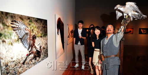 롯데백화점은 1일 환경의 날을 앞두고 생태사진가 김연수씨의 한국의 맹금류 '바람의 눈' 사진전을 소공동 롯데 갤러리에서 전시했다.무형문화제 8호인 매사냥 기능보유자 박용순 응사가 김연수 작가가 찍은 매사냥 사진을 설명하고 있다.<br />김명섭 기자 msiron@
롯데백화점은 1일 환경의 날을 앞두고 생태사진가 김연수씨의 한국의 맹금류 '바람의 눈' 사진전을 소공동 롯데 갤러리에서 전시했다.무형문화제 8호인 매사냥 기능보유자 박용순 응사가 김연수 작가가 찍은 매사냥 사진을 설명하고 있다.
김명섭 기자 msiron@