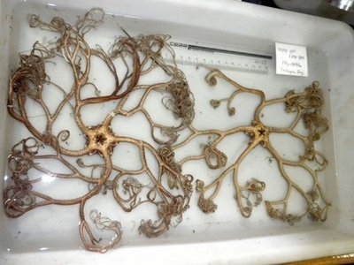 Picture provided by California Academy of Sciences
This picture provided by California Academy of Sciences shows species of starfish found by a team of US and Filipino researchers in waters and islands of the Philippines. Laughing cicadas and small "cat sharks" are among scores of species believed new to science discovered by US and Filipino researchers in waters and islands of the Philippines. (AFP-Yonhap News)