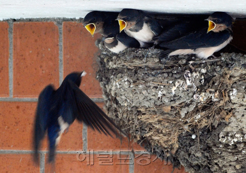도심속에서 제비들을 찾아보기 힘든 시기에 서울 도심지인 용산의 한 상가 처마에 제비들이 살고 있어 동네주민들을 훈훈하게 하고 있다. 한 동네주민의 말의 의하면 삼짓날 제비가 찾아와 부화한 뒤 어느새 5마리의 새끼들이 무럭무럭 잘 크고 있다고 전했다. 8일 오후 어미제비가 5마리의 새끼들에게 먹이를 먹이느라 분주히 움직이고 있다.박해묵 기자/mook@heraldm.com
도심속에서 제비들을 찾아보기 힘든 시기에 서울 도심지인 용산의 한 상가 처마에 제비들이 살고 있어 동네주민들을 훈훈하게 하고 있다. 한 동네주민의 말의 의하면 삼짓날 제비가 찾아와 부화한 뒤 어느새 5마리의 새끼들이 무럭무럭 잘 크고 있다고 전했다. 8일 오후 어미제비가 5마리의 새끼들에게 먹이를 먹이느라 분주히 움직이고 있다.박해묵 기자/mook@heraldm.com
도심속에서 제비들을 찾아보기 힘든 시기에 서울 도심지인 용산의 한 상가 처마에 제비들이 살고 있어 동네주민들을 훈훈하게 하고 있다. 한 동네주민의 말의 의하면 삼짓날 제비가 찾아와 부화한 뒤 어느새 5마리의 새끼들이 무럭무럭 잘 크고 있다고 전했다. 8일 오후 어미제비가 5마리의 새끼들에게 먹이를 먹이느라 분주히 움직이고 있다.박해묵 기자/mook@heraldm.com