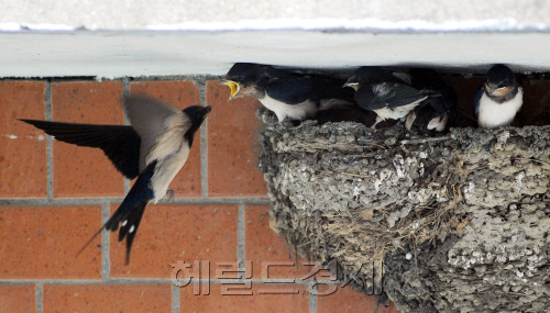 도심속에서 제비들을 찾아보기 힘든 시기에 서울 도심지인 용산의 한 상가 처마에 제비들이 살고 있어 동네주민들을 훈훈하게 하고 있다. 한 동네주민의 말의 의하면 삼짓날 제비가 찾아와 부화한 뒤 어느새 5마리의 새끼들이 무럭무럭 잘 크고 있다고 전했다. 8일 오후 어미제비가 5마리의 새끼들에게 먹이를 먹이느라 분주히 움직이고 있다.박해묵 기자/mook@heraldm.com
도심속에서 제비들을 찾아보기 힘든 시기에 서울 도심지인 용산의 한 상가 처마에 제비들이 살고 있어 동네주민들을 훈훈하게 하고 있다. 한 동네주민의 말의 의하면 삼짓날 제비가 찾아와 부화한 뒤 어느새 5마리의 새끼들이 무럭무럭 잘 크고 있다고 전했다. 8일 오후 어미제비가 5마리의 새끼들에게 먹이를 먹이느라 분주히 움직이고 있다.박해묵 기자/mook@heraldm.com
도심속에서 제비들을 찾아보기 힘든 시기에 서울 도심지인 용산의 한 상가 처마에 제비들이 살고 있어 동네주민들을 훈훈하게 하고 있다. 한 동네주민의 말의 의하면 삼짓날 제비가 찾아와 부화한 뒤 어느새 5마리의 새끼들이 무럭무럭 잘 크고 있다고 전했다. 8일 오후 어미제비가 5마리의 새끼들에게 먹이를 먹이느라 분주히 움직이고 있다.박해묵 기자/mook@heraldm.com
요즘 도심에서 보기 드문 제비들이 서울 한복판에 둥지를 틀었다. 용산의 한 상가 처마에서 제비가 새끼들을 키우고 있어 동네 주민들의 마음을 훈훈하게 하고 있다. 10일 오전 어미 제비가 5마리의 새끼들에게 줄 먹이를 나르느라 분주히 움직이고 있다. 박해묵 기자/mook@heraldm.com