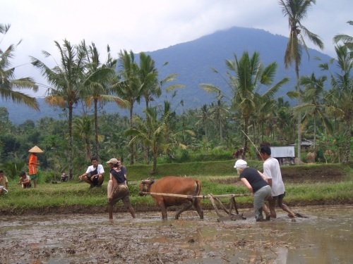Ploughing rice fields using water buffalo on a day trip organized by The Organic Farm.  (The Organic Farm)