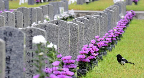 6.25전쟁 발발 61주년을 하루 앞둔 24일 오전 국립 서울현충원 6.25전사자 묘역에 까치가 비를 맞으며 참배를 하는 듯 하다.<br />김명섭 기자 msiron@
6.25전쟁 발발 61주년을 하루 앞둔 24일 오전 국립 서울현충원 6.25전사자 묘역에 까치가 비를 맞으며 참배를 하는 듯 하다.
김명섭 기자 msiron@