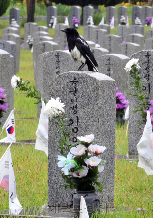6.25전쟁 발발 61주년을 하루 앞둔 24일 오전 국립 서울현충원 6.25전사자 묘역에 까치가 비를 맞으며 참배를 하는 듯 하다.<br />김명섭 기자 msiron@
6.25전쟁 발발 61주년을 하루 앞둔 24일 오전 국립 서울현충원 6.25전사자 묘역에 까치가 비를 맞으며 참배를 하는 듯 하다.
김명섭 기자 msiron@