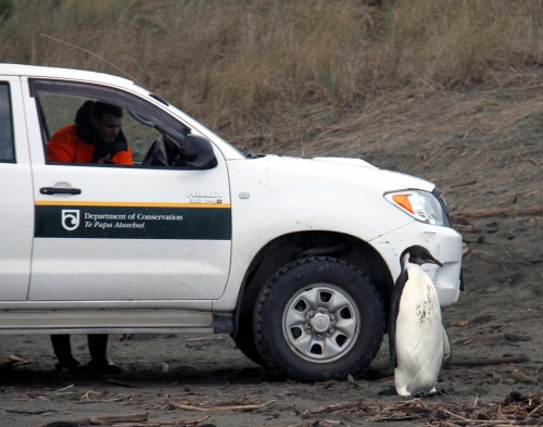 A emperor penguin stands nearby a truck that will transfer it to Wellington Zoo, on Kapiti Coast, some 60 km north of Wellington, New Zealand, on Saturday. (Xinhua-Yonhap News)